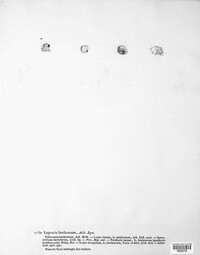 Dendrographa latebrarum image